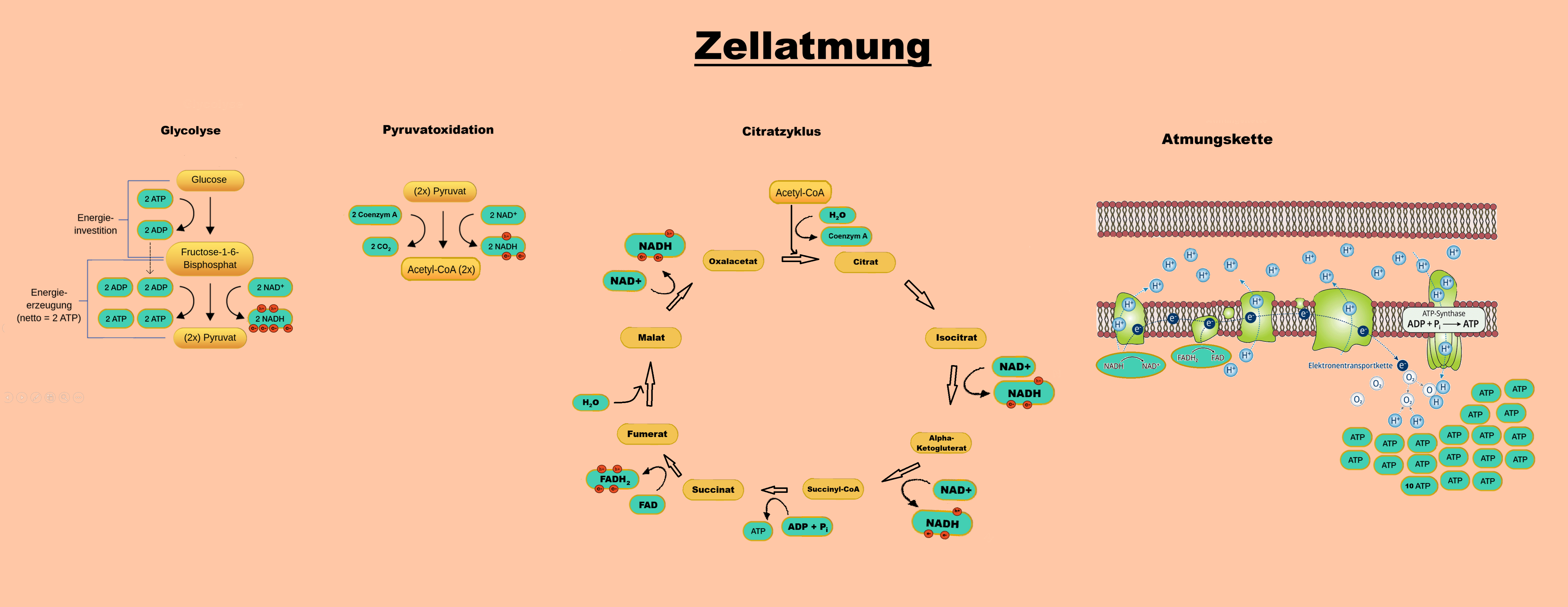 Übersicht Zellatmung